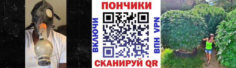 Бошки Шишки семена  закладки  Дигора 